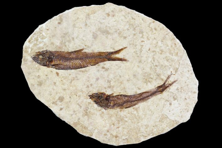Pair of Fossil Fish (Knightia) - With Display Case #105589